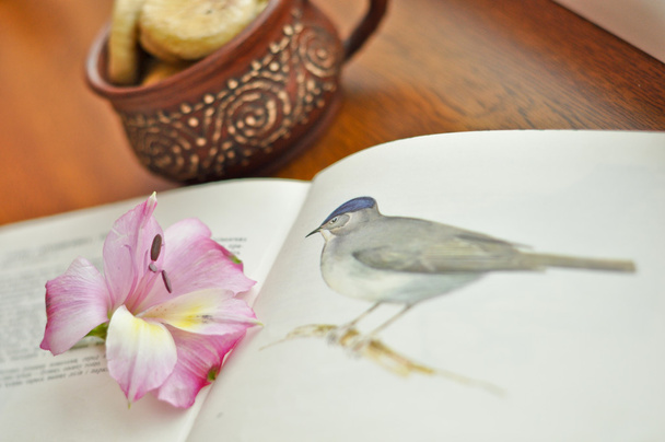 μια νεκρή φύση vintage φωτογραφία λουλούδι, βιβλίο και Κύπελλο - Φωτογραφία, εικόνα
