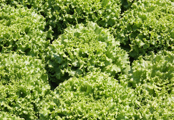 Пишне зелене листя свіжого салату на продаж в магазині зелені на фруктово-овочевому ринку
 - Фото, зображення