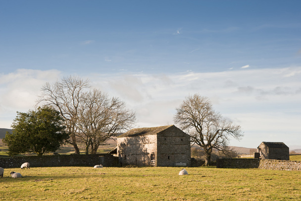 Типичный каменный амбар и овцы в Йоркшире Дейлс Англия
 - Фото, изображение