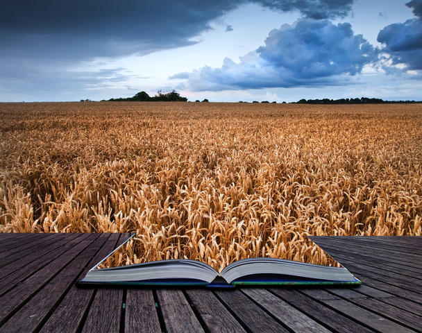 Campo de trigo dourado sob dramática paisagem do céu tempestuoso em páginas
 - Foto, Imagem