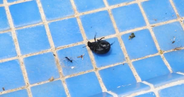 чорний жук лежить догори ногами, перевернутий, намагаючись встати, обертатися і боротися з мурахою, на фоні синьої плитки
 - Кадри, відео