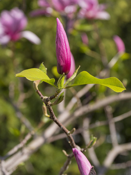 Close-up of a magnolia flower bud in the blurred blossom background - Foto, imagen