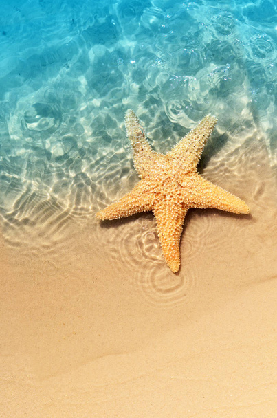 Морська зірка на узбережжі моря. Літній фон. Літо.. - Фото, зображення