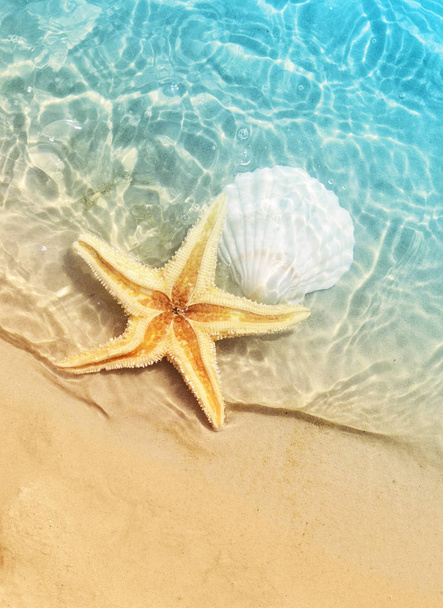 starfish and seashell on the summer beach in sea water. - Photo, Image