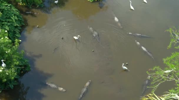 Aligátory v bažině na Floridě, aeril zobrazení. - Záběry, video