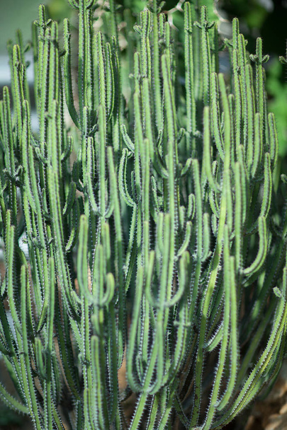 Close up detail of a beautiful, big and delicate spurge succulent cactus, can be used as background  - Foto, imagen