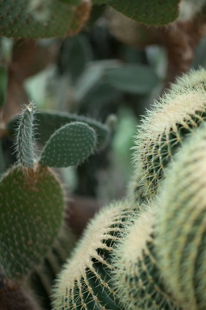 Different kinds of beautiful and impressive cacti, cactus, in a greenhouse, can be used as background - Photo, image