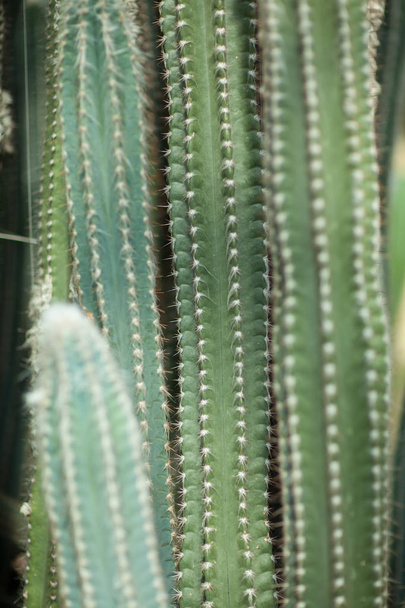 Close up detail of a beautiful and impressive big vertical succulent cactus, can be used as background  - Photo, image