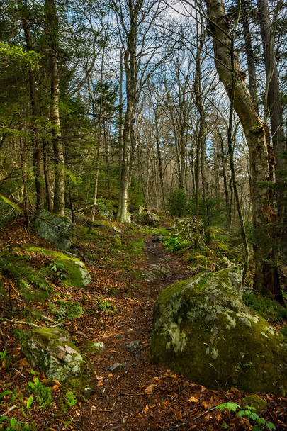 Sentiero degli Appalachi che conduce alla foresta di abeti rossi sul Monte Rogers in Virginia
. - Foto, immagini