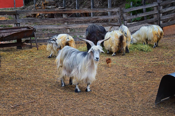 Minyatür uzun saçlı evde beslenen hayvan keçi zipline Tur tarafından kırsal çiftlik içinde boynuz ile Puerto Vallarta Meksika oteller. - Fotoğraf, Görsel