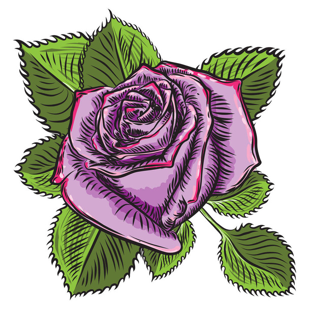 Rose flower open head bud and green leaves. Isolated on white background. Vector. - Vektor, kép