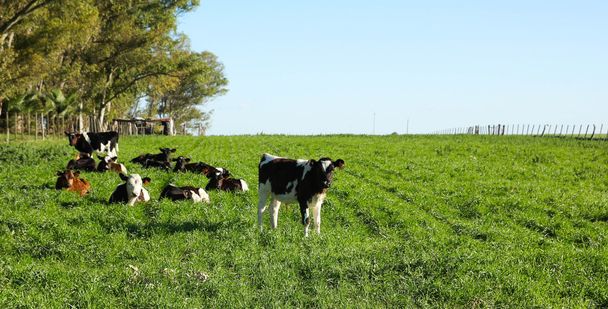 vee in een paddock, - Foto, afbeelding