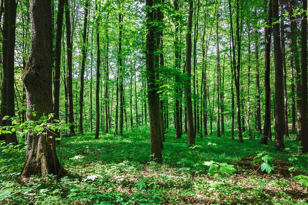 Zelený listnatý les v dešti kapky na slunečný den. - Fotografie, Obrázek