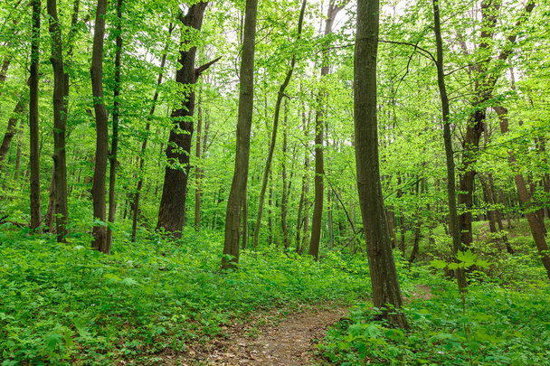 Groene bladverliezende wouden in de regen druppels op een zonnige dag. - Foto, afbeelding