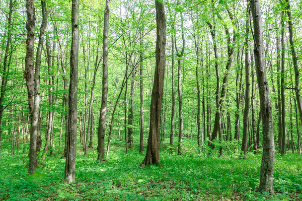 Πράσινο δάσος φυλλοβόλων στη βροχή που πέφτει σε μια ηλιόλουστη ημέρα. - Φωτογραφία, εικόνα