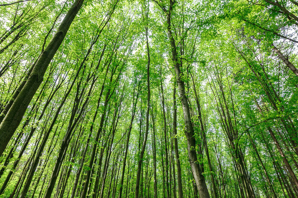 Зеленый лиственный лес в дождевые капли в солнечный день
. - Фото, изображение