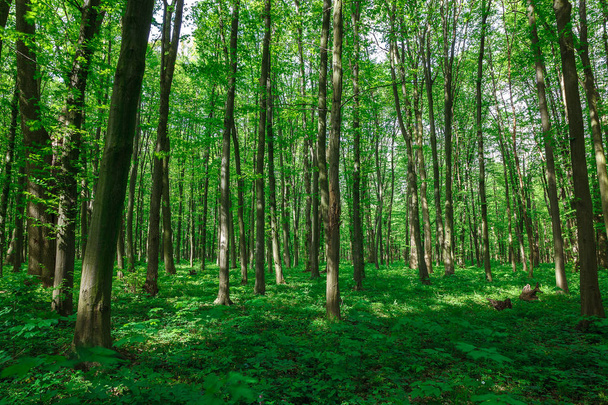 Bosque verde caducifolio en las gotas de lluvia en un día soleado
. - Foto, Imagen