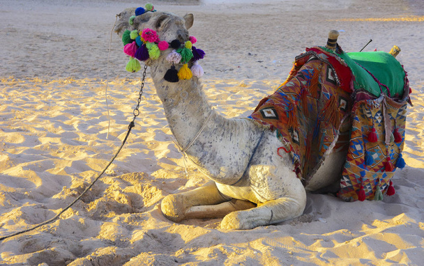 Beduínské velblouda, remizoval s dlouhým lanem leží na písečné pláži u moře na pozadí žlutého písku. kde nikdo obklopuje. Koncept orientální orientální kultury. Léto, dovolená, cestování - Fotografie, Obrázek