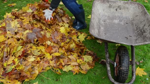 mujer mano rastrillo botas de goma carga carretilla otoño hojas jardín
 - Metraje, vídeo