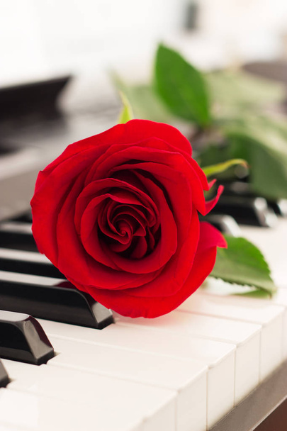 Red single rose piano keys romantic music background. - Φωτογραφία, εικόνα
