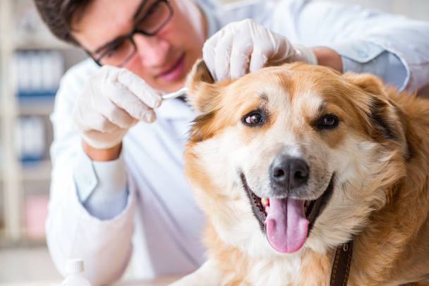 Doctor examining golden retriever dog in vet clinic - Zdjęcie, obraz
