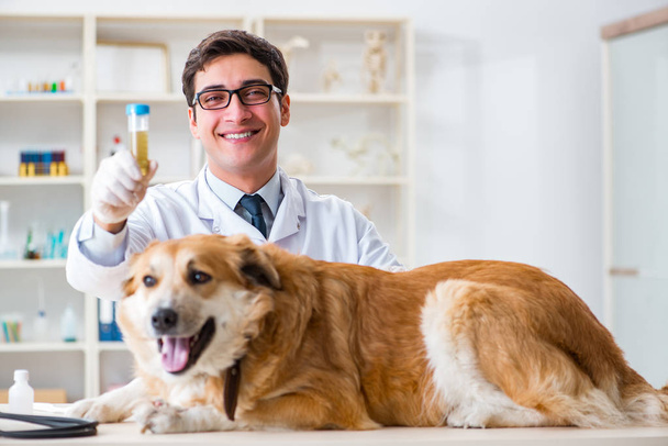 Arzt untersucht Golden Retriever-Hund in Tierklinik - Foto, Bild