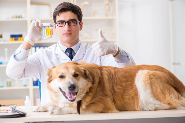 Orvos vizsgálata golden retriever kutya állatorvosi klinikán - Fotó, kép