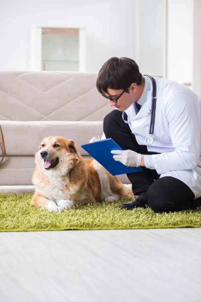 Vet doctor examining golden retriever dog at home visit - Photo, Image
