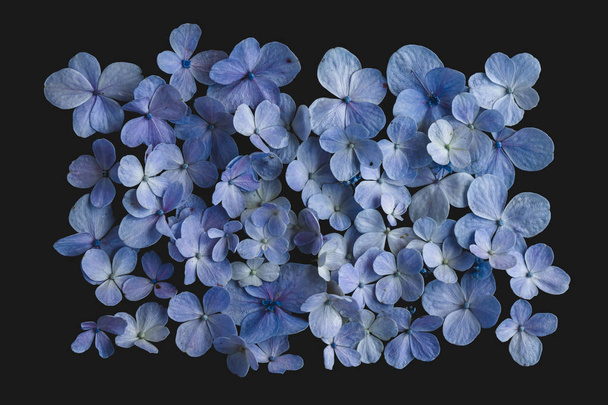 ortensia Fiore Viola In fondo nero
 - Foto, immagini