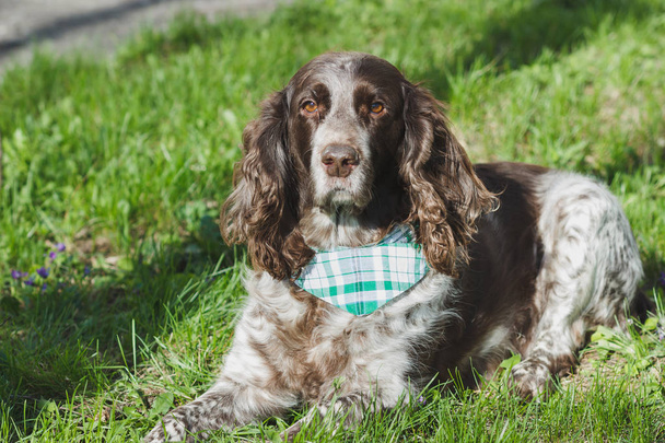 Brown spotted russian spaniel on the green grass, soft focus background - Photo, Image