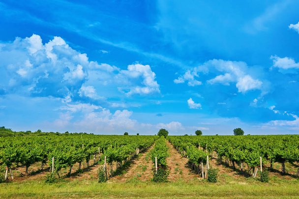 strahlend sonniger Tag Weinberg über Hügel mit schönem blauen Himmel mit Wolken - Foto, Bild