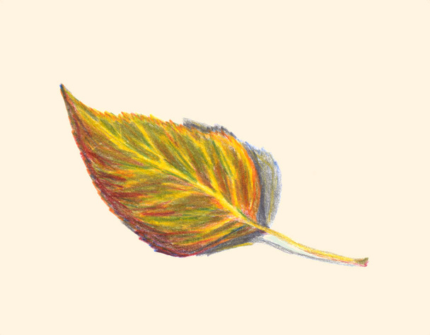 Autumn leaf birch. Isolated on a light beige background. Colored pencils technique. Hand drawn illustration. - 写真・画像