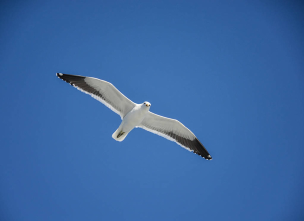 Un Cape Gull en vol au-dessus de l'océan Afrique australe
 - Photo, image