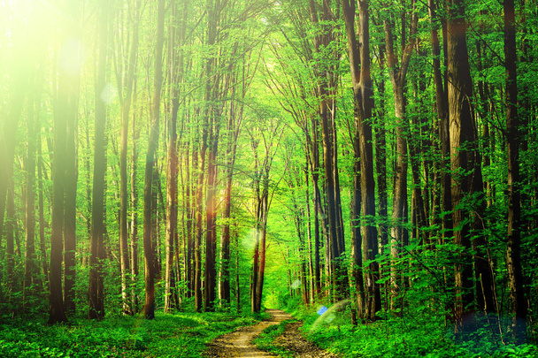 forest trees. nature green wood sunlight backgrounds. sky  - Photo, Image