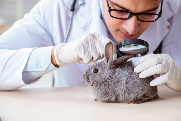 Veteriner doktor kliniğinde tavşanı kontrol ediyor. - Fotoğraf, Görsel