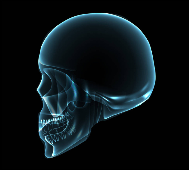 human skull side view x-ray illustration - Vector, Image