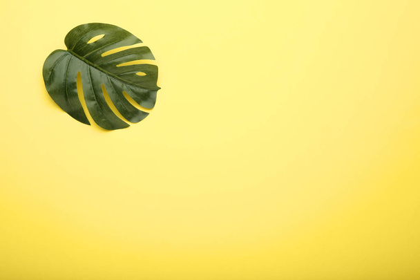 Monstera green leaf on yellow background - Foto, afbeelding
