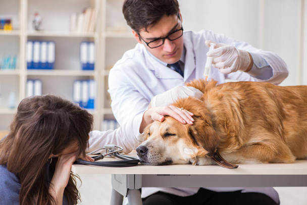 Доктор і асистент перевіряють золоту собаку-ретривера у ветеринарній кліпі
 - Фото, зображення