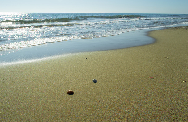 shells on the sea shore on the beach - Φωτογραφία, εικόνα