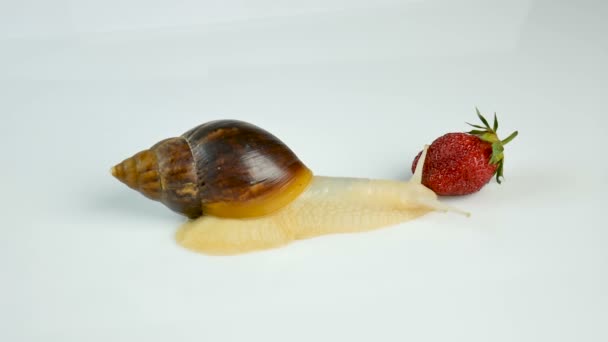 Γίγαντας σαλιγκάρι Ahatina τρώει φρέσκες φράουλες σε λευκό φόντο - Πλάνα, βίντεο