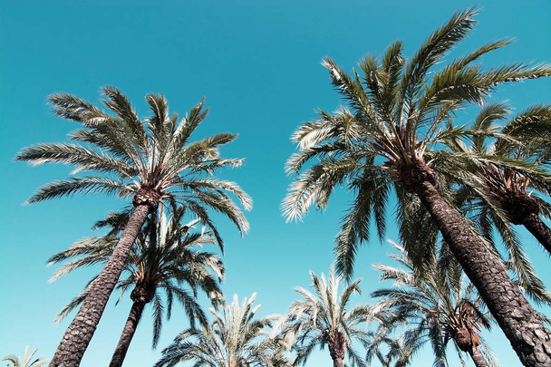 Palmy s lehoučkou zelené listy proti modré obloze v Mallorca, Španělsko. - Fotografie, Obrázek