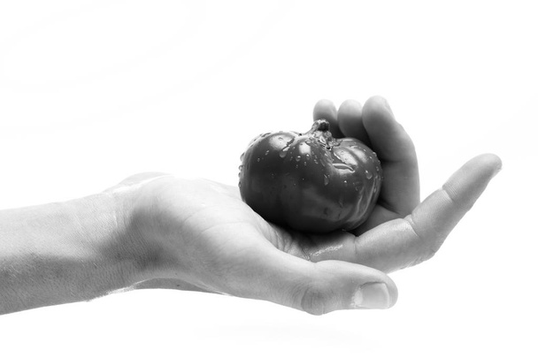 Hand holds pepper with sweet taste and shiny peel. - Foto, imagen