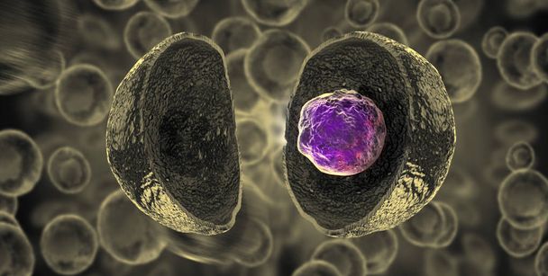 Embriyonik kök hücreler, hücresel terapi, yenilenme, hastalık tedavisi - Fotoğraf, Görsel