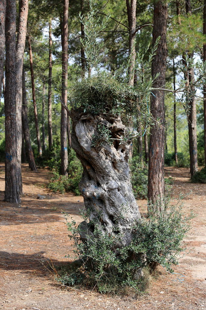 crecer olivo viejo en un jardín en el norte de Israel
  - Foto, Imagen