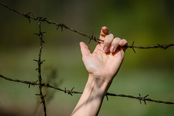 womans Hand clutch at barbed wire fence on green background - Photo, Image