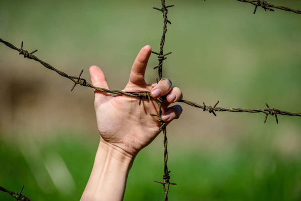 womans Hand clutch at barbed wire fence on green background - Photo, Image