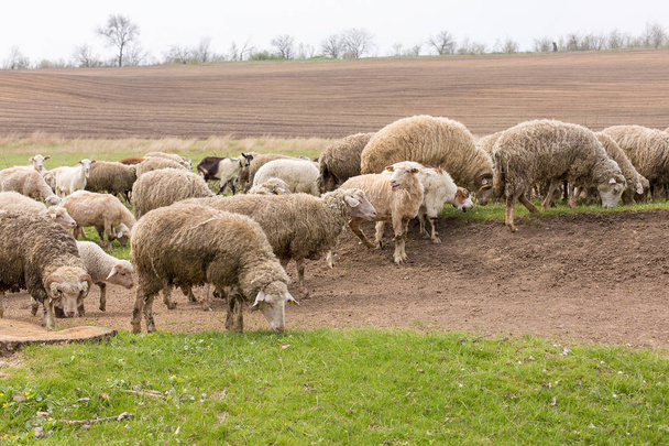 Schafe und Ziegen grasen im Frühling auf grünem Gras - Foto, Bild