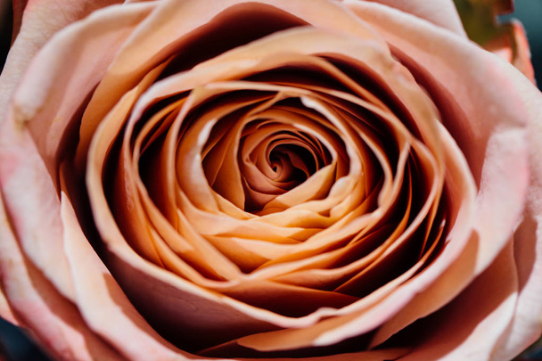 Soft full blown beige roses as a neutral background. Selective focus. Floral pattern. - Photo, Image