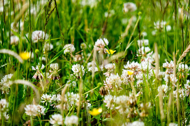 prado soleado con dandellions y margaritas en verano en el campo
 - Foto, Imagen
