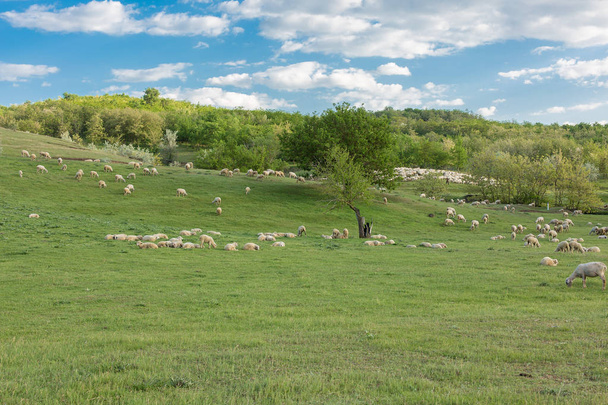 Ovce a kozy se na jaře pasou na zelené trávě - Fotografie, Obrázek